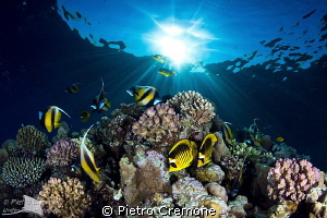 Reefscape with butterflies by Pietro Cremone 